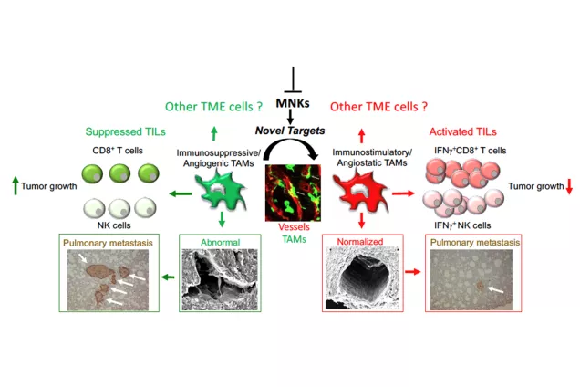 Figure 1: Finding Novel Targets that Reprogram the Immunosuppresive Tumor Microenvironment (TME). Silencing of Mnks in TAMs reprograms them into an anti-tumor phenotype, entailing activation of TILs and induction of vessel normalization, which hampers distant metastasis. We aim to identify common denominators that will reprogram the TME downstream of Mnk-expressing TAMs.